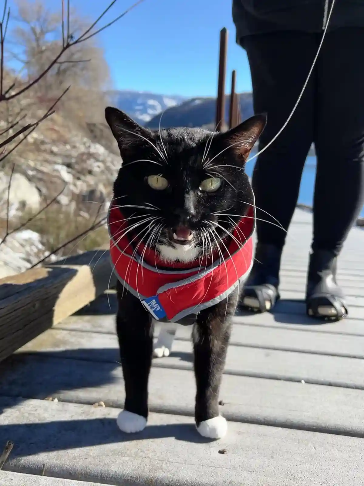A black cat with white paws and a white chest is wearing a red life vest and standing on a wooden boardwalk. The cat has its…