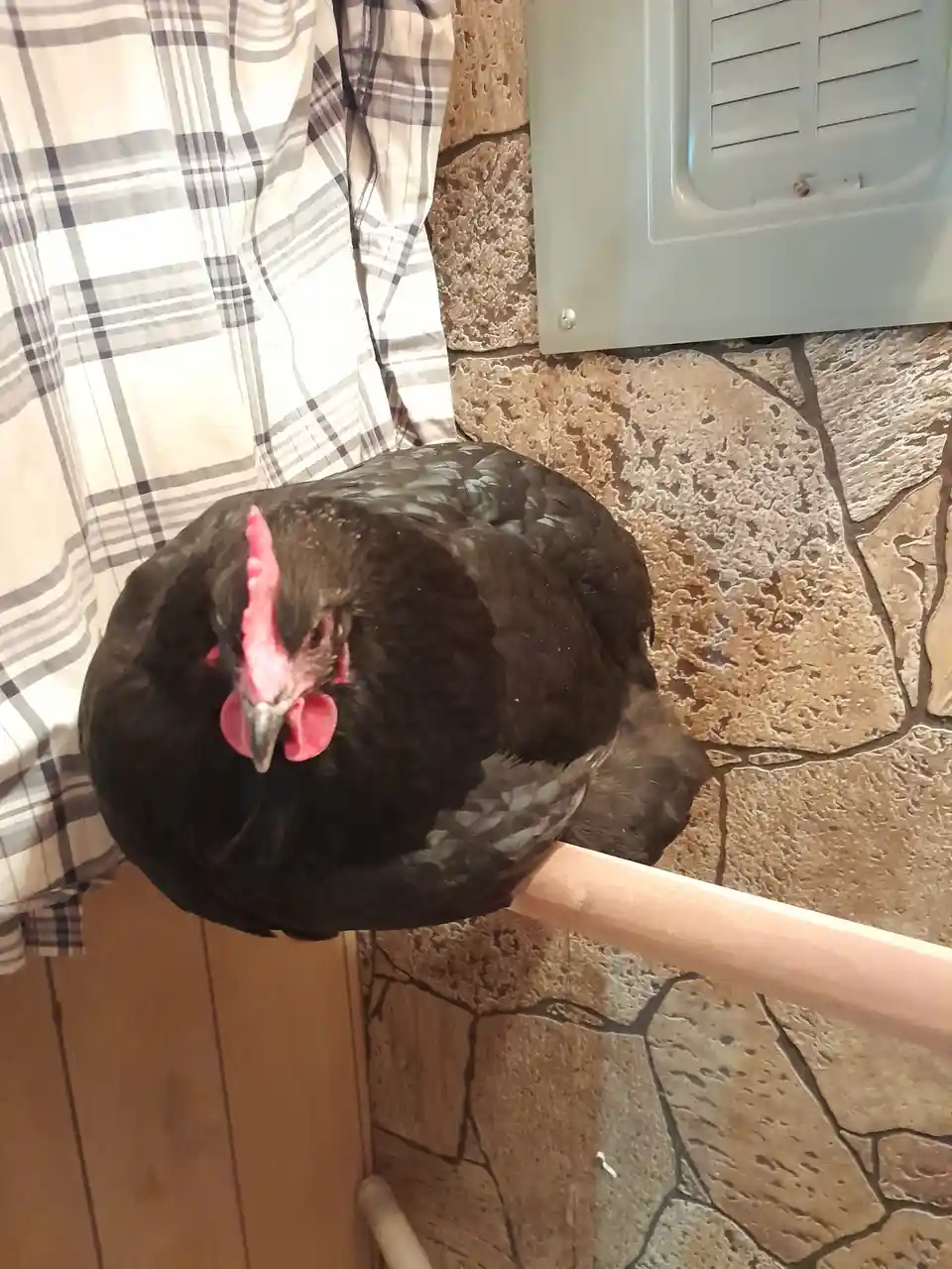 A black chicken with red comb and wattles is perched on a wooden rail, looking directly at the camera. Behind it is a stone…