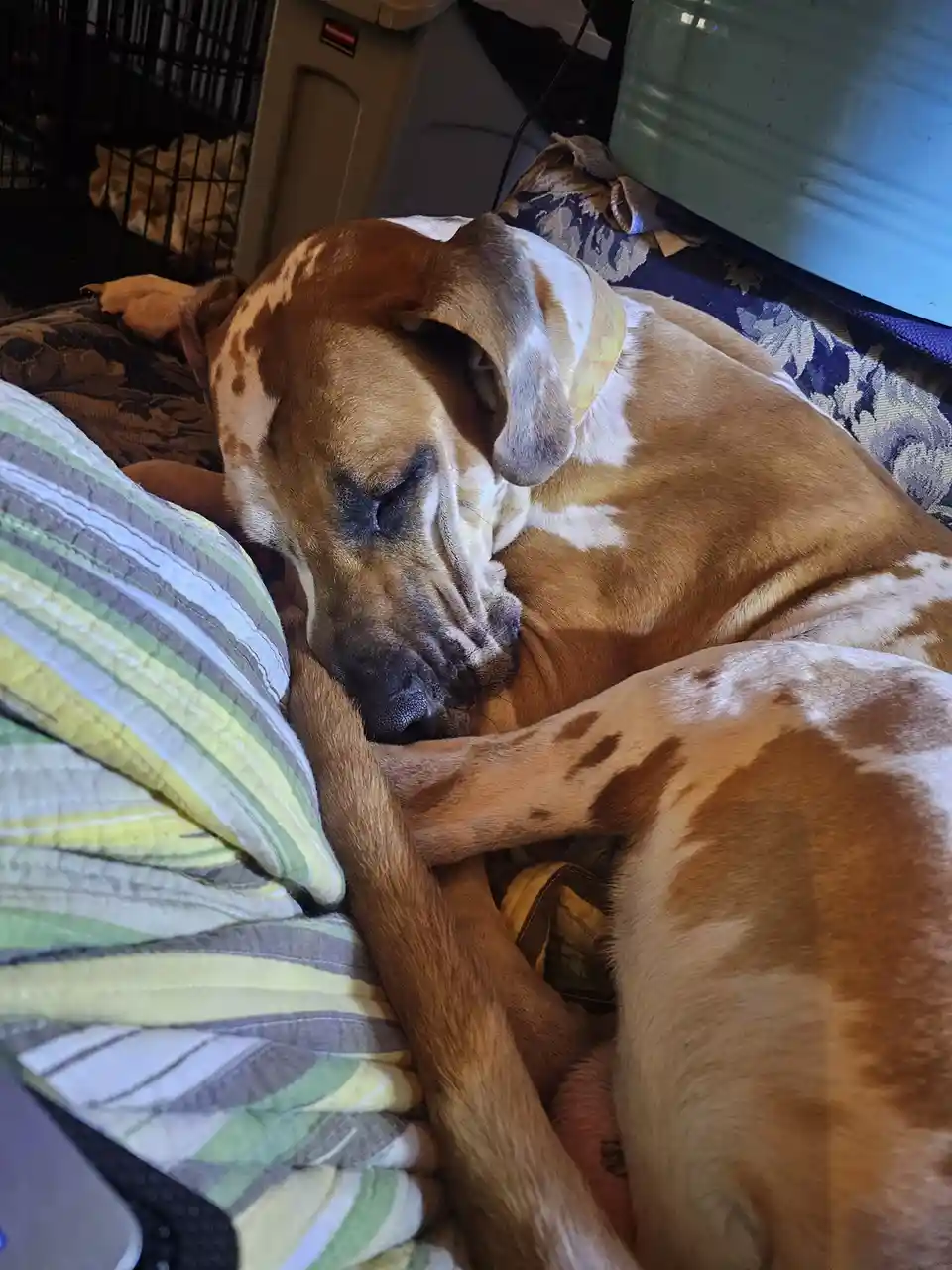 A large, brown and white spotted dog is curled up asleep on a striped pillow and blanket, its head resting on its own front…