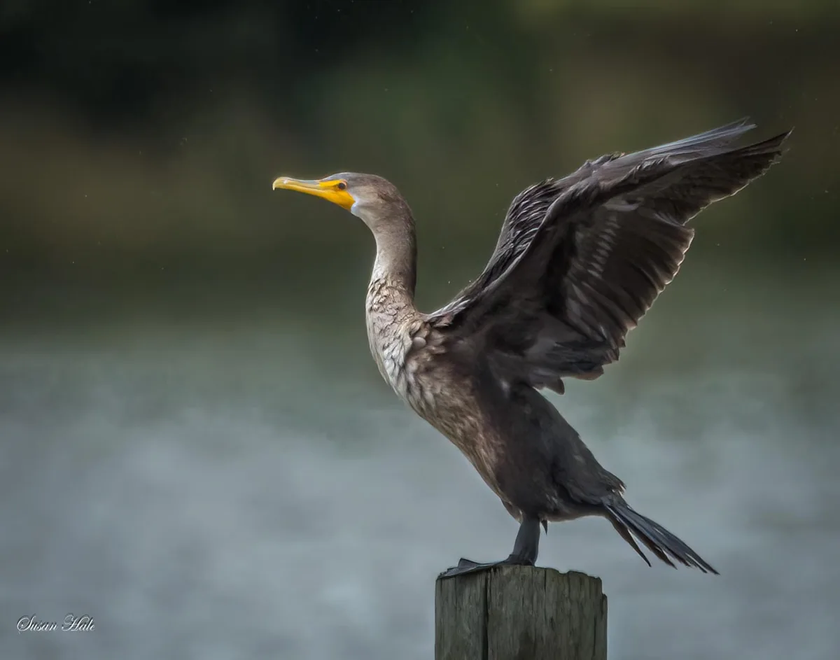 A dark-feathered cormorant stands on a wooden post with one wing spread wide, appearing to dry its feathers against a…