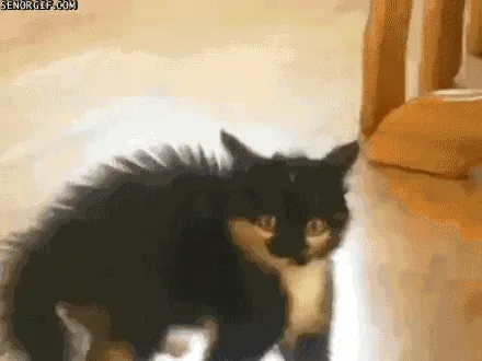 A black and white kitten is shown in a six-panel sequence, initially looking at the camera, then turning away and walking…