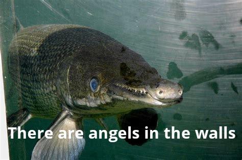 A close-up photo of a large, dark-colored fish with a long snout and sharp teeth, viewed through what appears to be a…