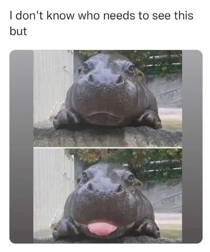 The image shows a split-screen of a hippopotamus. In the top panel, the hippo looks forward with a neutral expression. In…