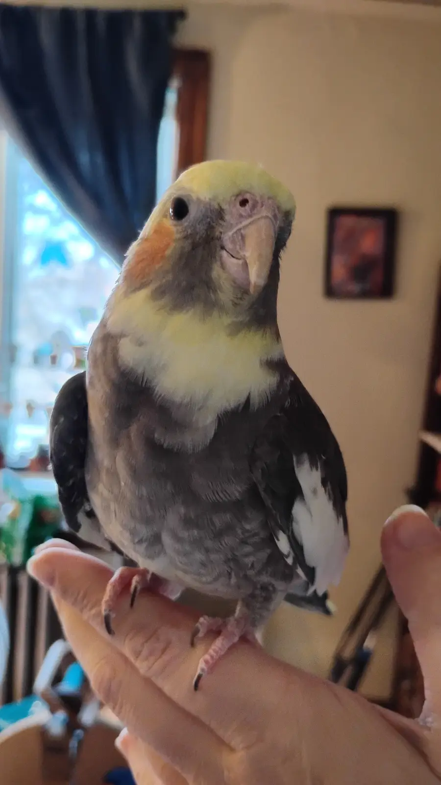 A close-up photo shows a cockatiel perched on a person's hand, looking directly at the camera with a slightly tilted head…