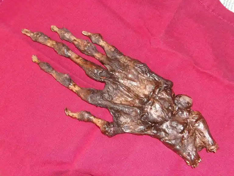 A preserved, shriveled human hand with visible bones and dark, leathery skin rests on a bright pink fabric background. The…