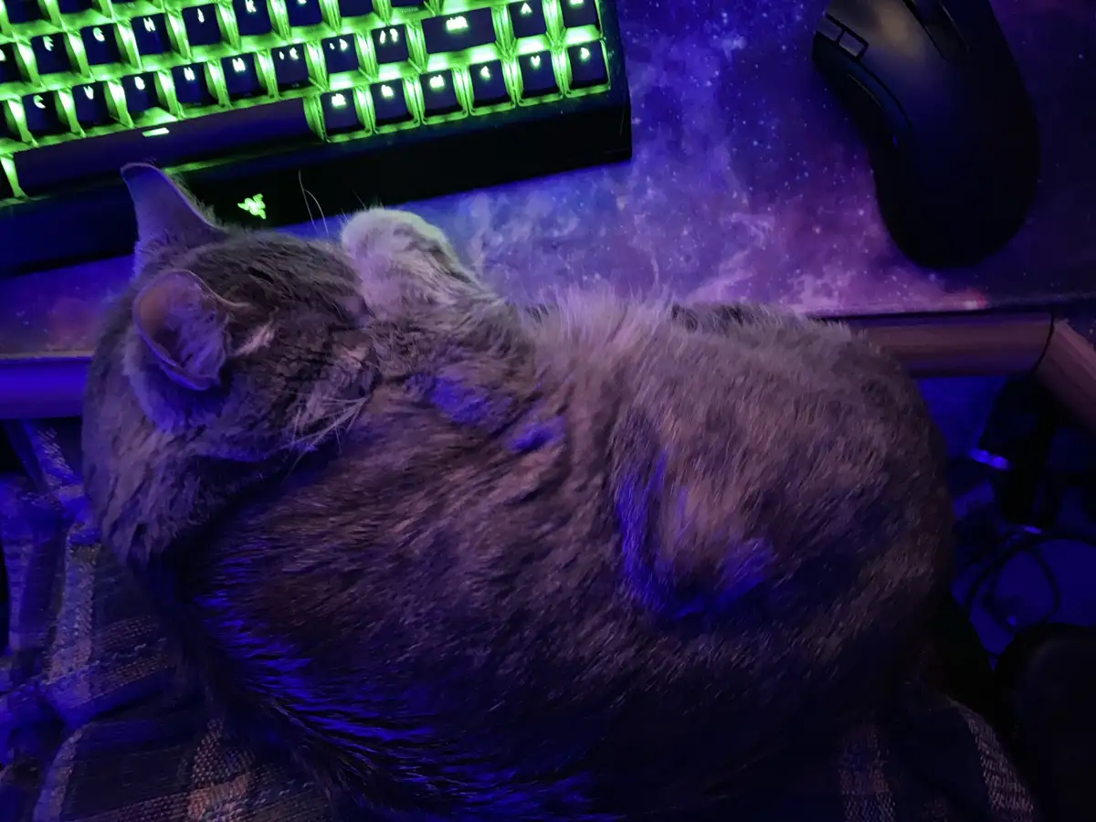 The Adorable Lap Kitty: Cuddle Time!