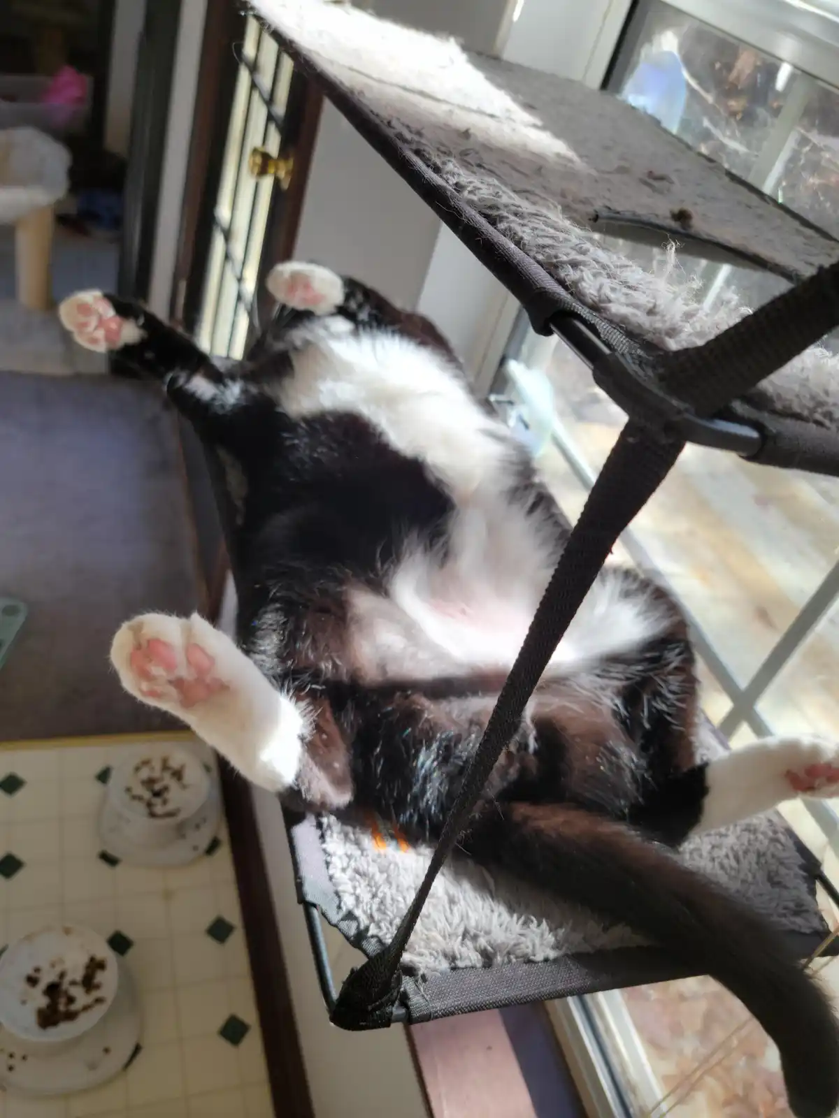 A black and white cat is lying on its back in a suspended cat hammock, paws up, soaking in sunlight near a window. The cat's…