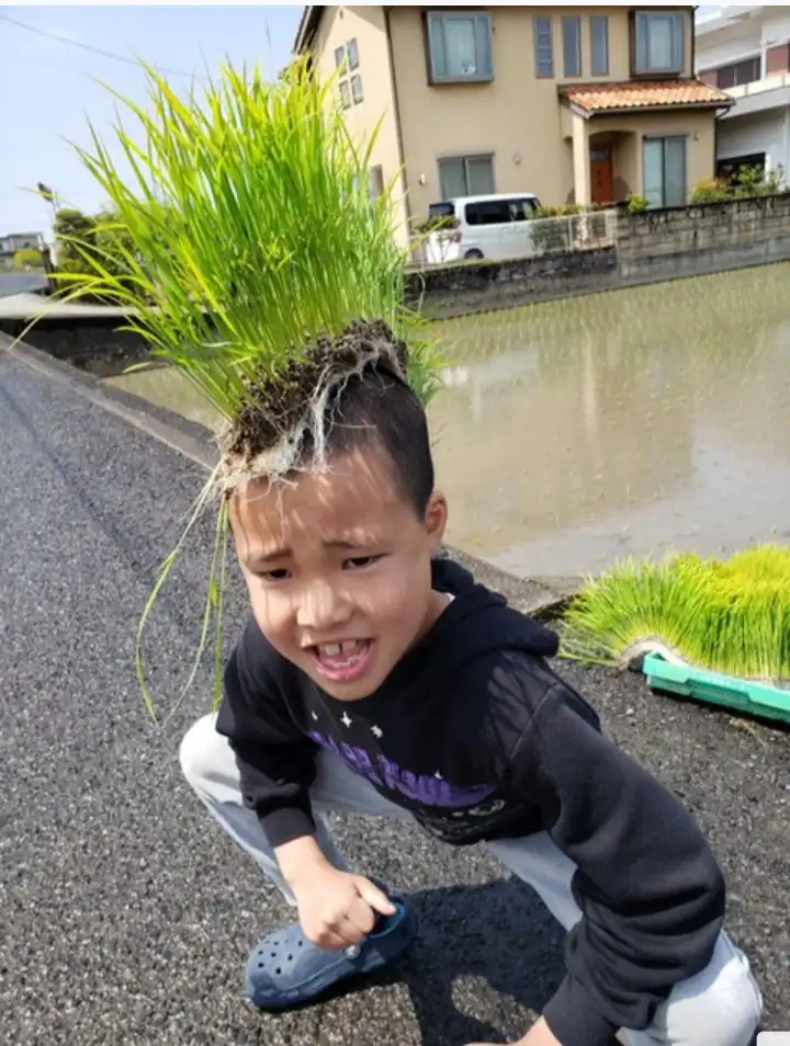 A young boy crouches on an asphalt road next to a rice paddy, with a large tuft of green rice seedlings and soil visibly…