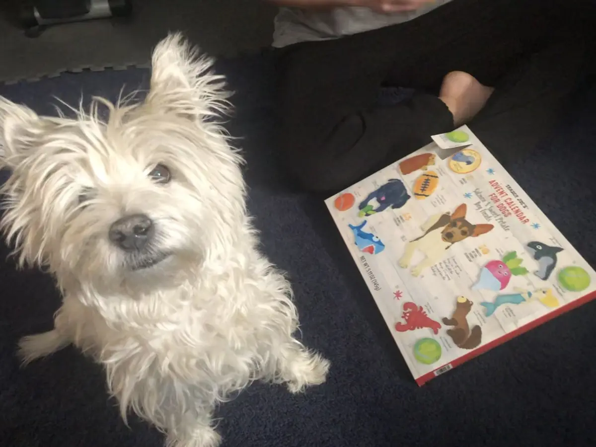 A fluffy white dog sits on a dark blue carpet, looking up with an expectant expression, next to an open 'Trader Joe's Advent…