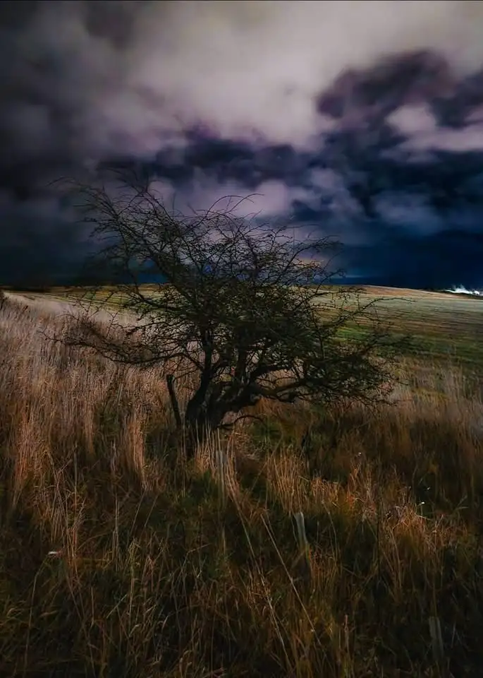A solitary, leafless tree stands in a field of tall, dry grass under a dramatic, dark, stormy sky with purple and grey…