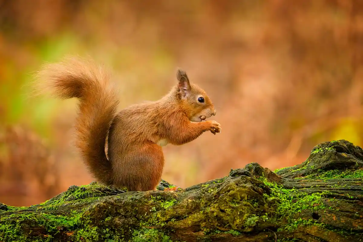 A red squirrel with a bushy tail sits upright on a moss-covered log, holding a nut in its paws and nibbling on it. The…