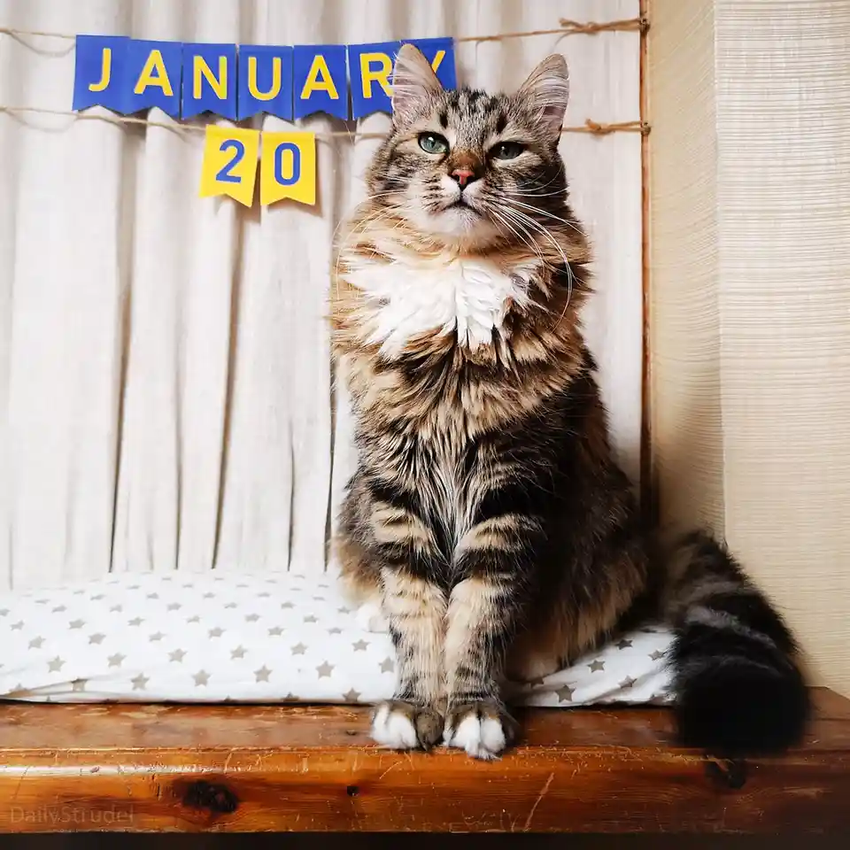 A fluffy tabby cat with green eyes sits regally on a wooden surface atop a star-patterned cushion, looking directly at the…