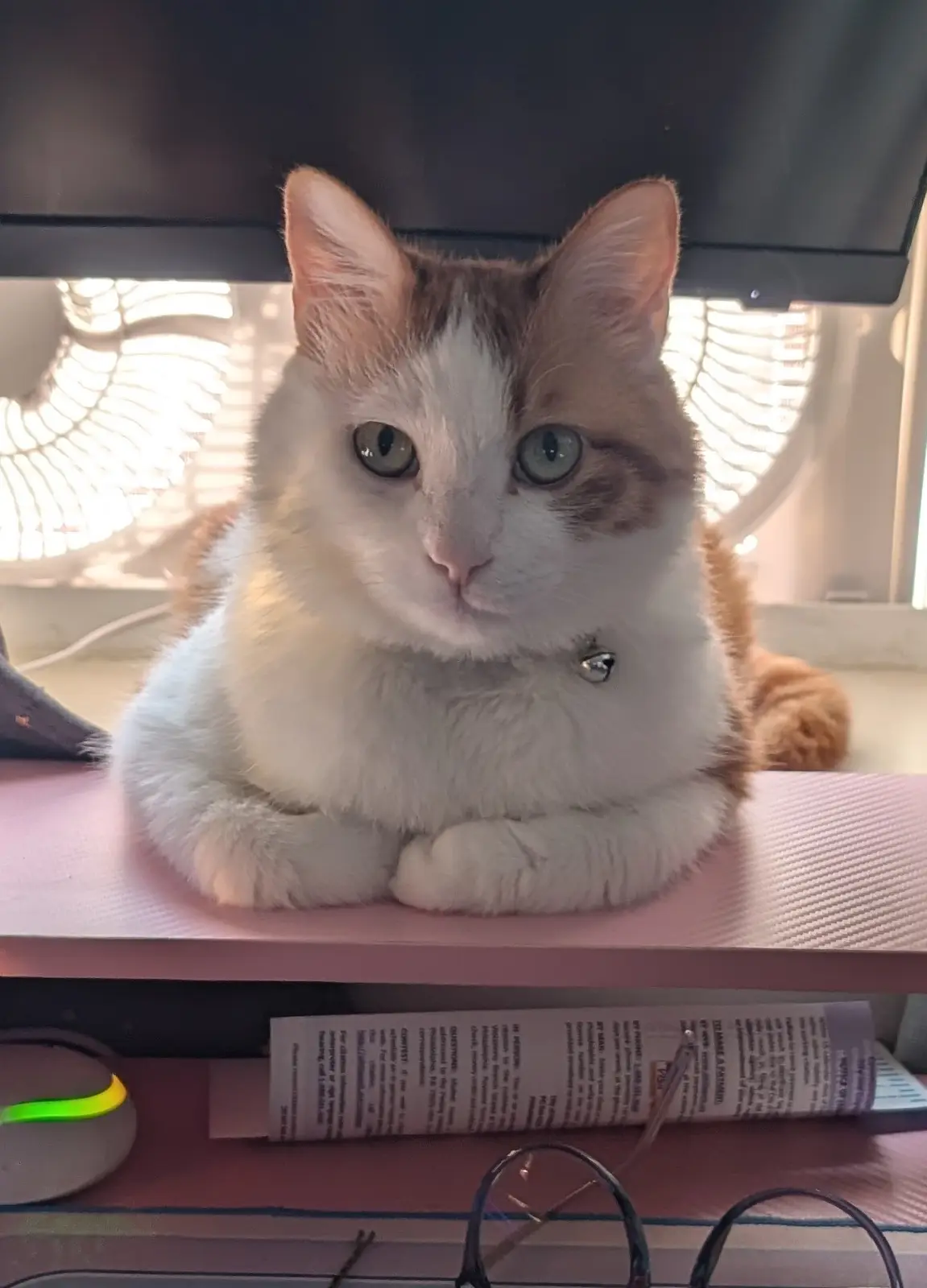 A white and orange cat with green eyes sits calmly on a pink desk mat, looking directly at the camera. Behind it, a computer…