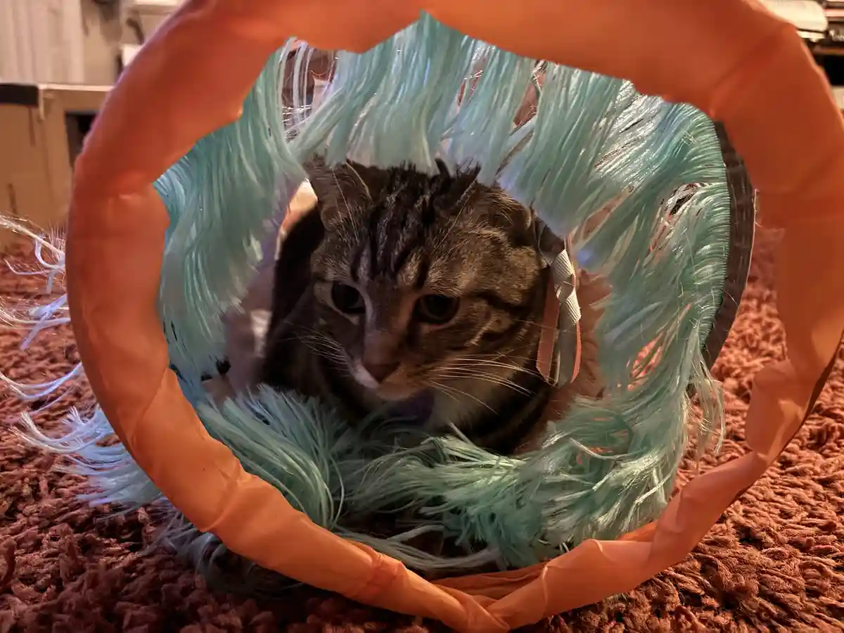 A tabby cat with dark stripes and a white muzzle is looking directly at the camera from inside a circular orange cat tunnel…
