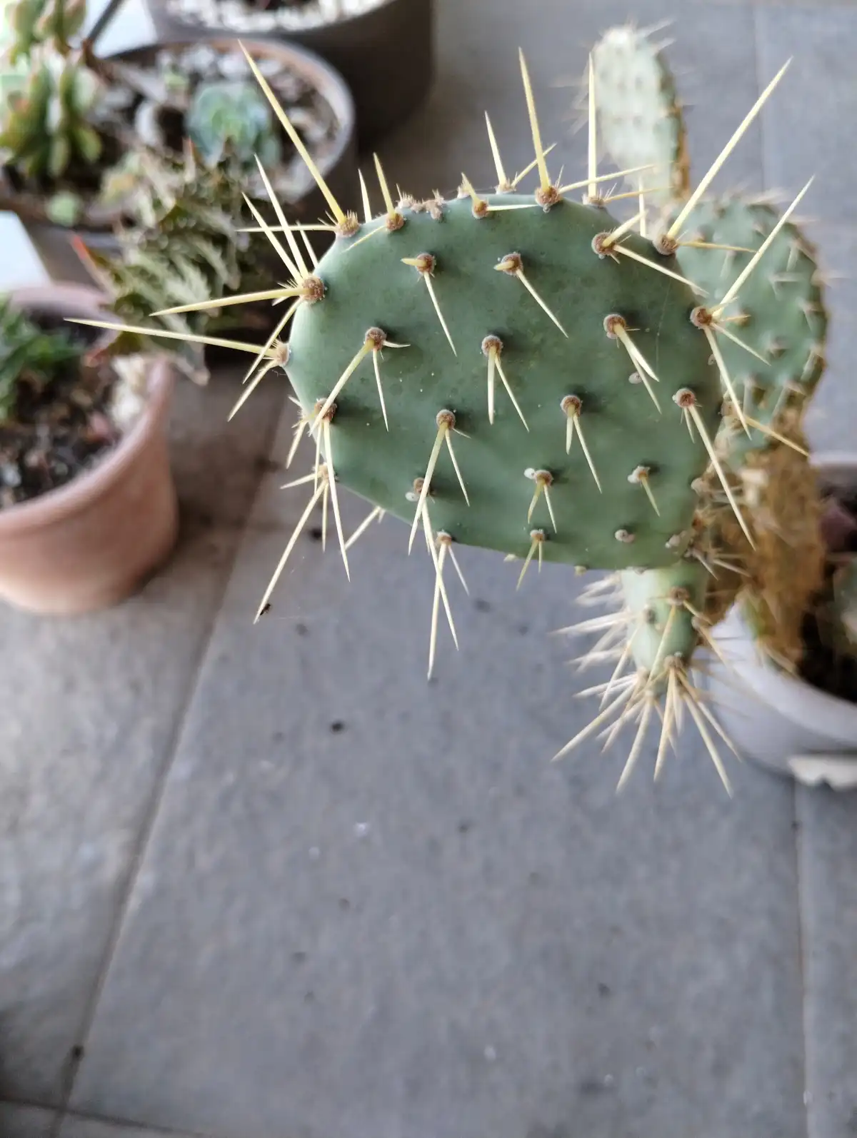 A close-up photo shows a green prickly pear cactus pad covered in numerous long, yellowish spines, positioned on a gray…