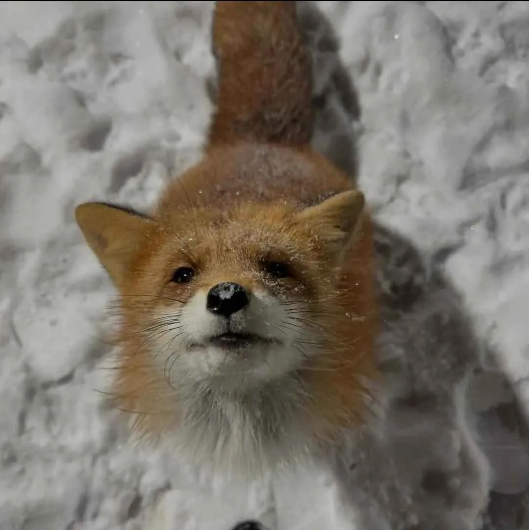 A close-up photo of a red fox looking directly at the camera with snowflakes on its nose and fur, surrounded by a snowy…