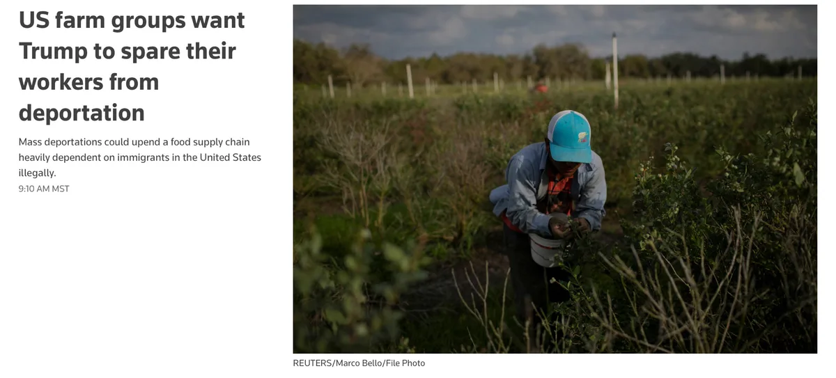A person wearing a blue cap and light blue shirt is bent over in a field of bushes, picking berries into a white bucket. The…