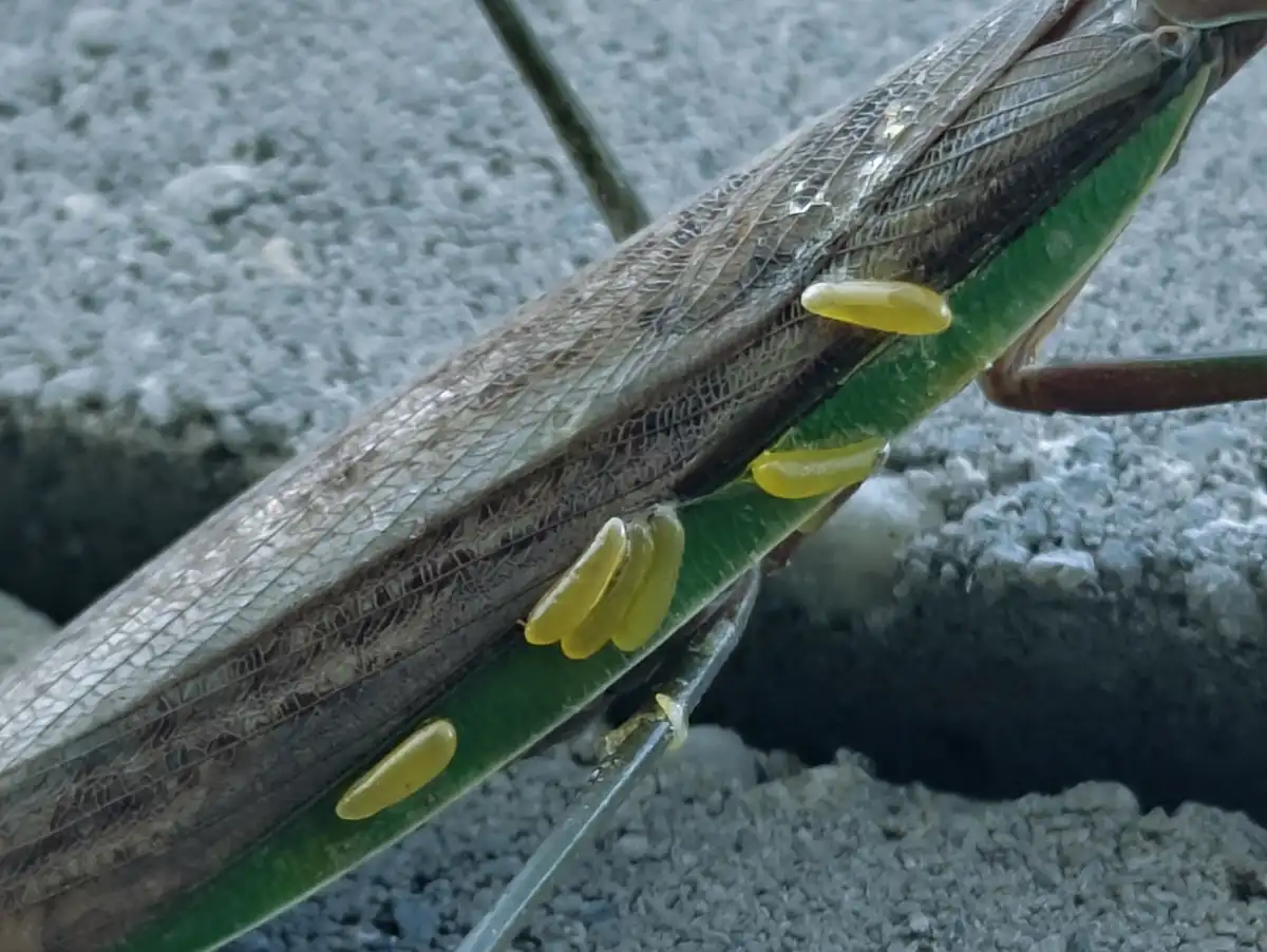 A close-up photo shows a green and brown praying mantis with several translucent yellow egg cases attached to its abdomen…