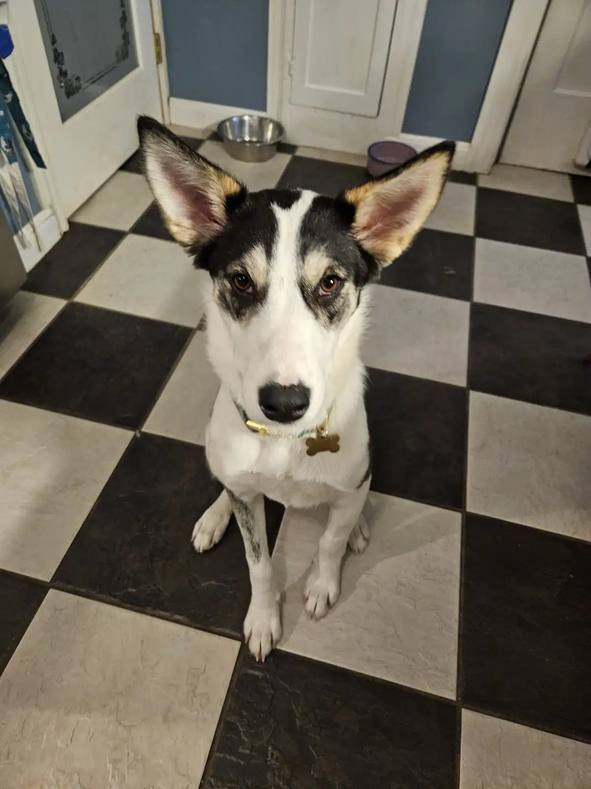 A black and white dog with large, alert ears sits on a black-and-white checkered floor, looking directly at the camera with…