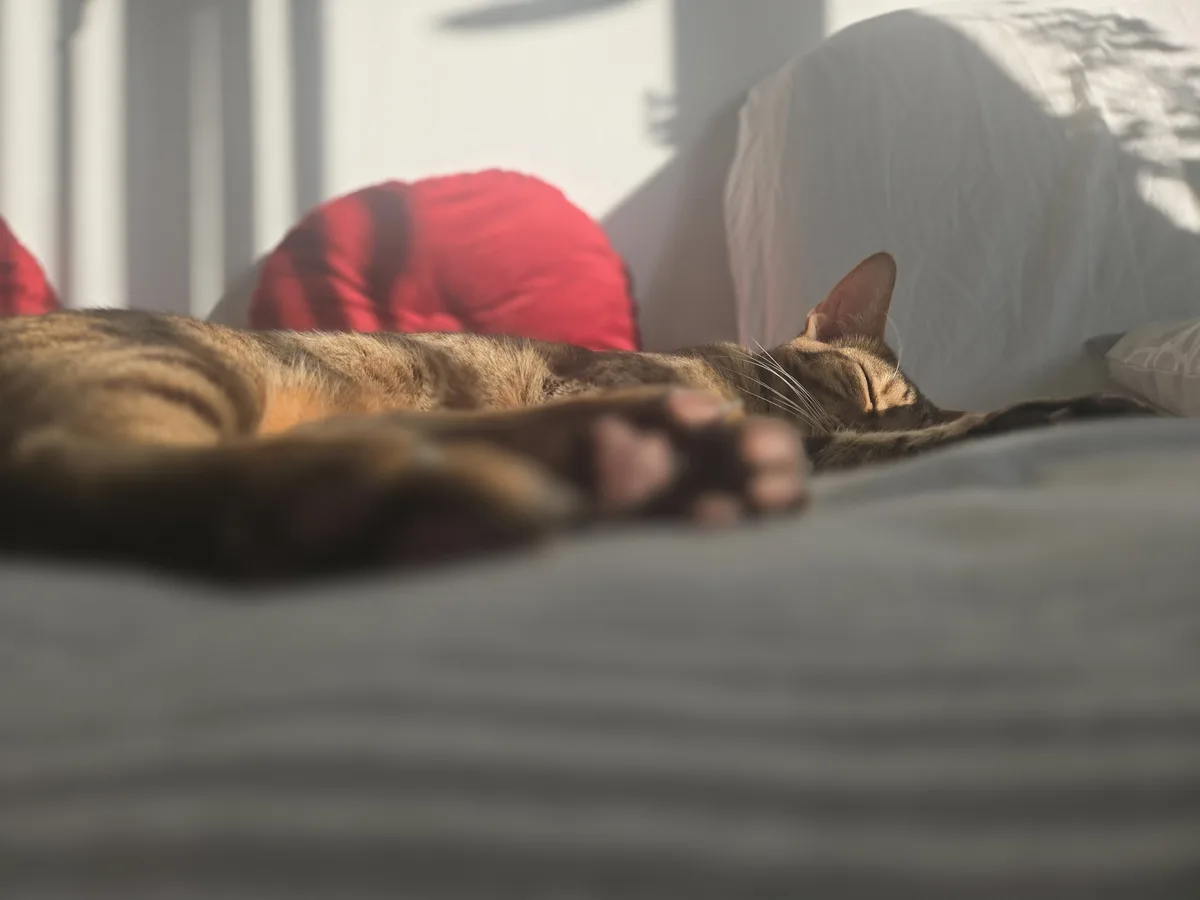 A brown tabby cat is sleeping peacefully on a bed with gray sheets, its paws stretched out in front. Behind it are red and…