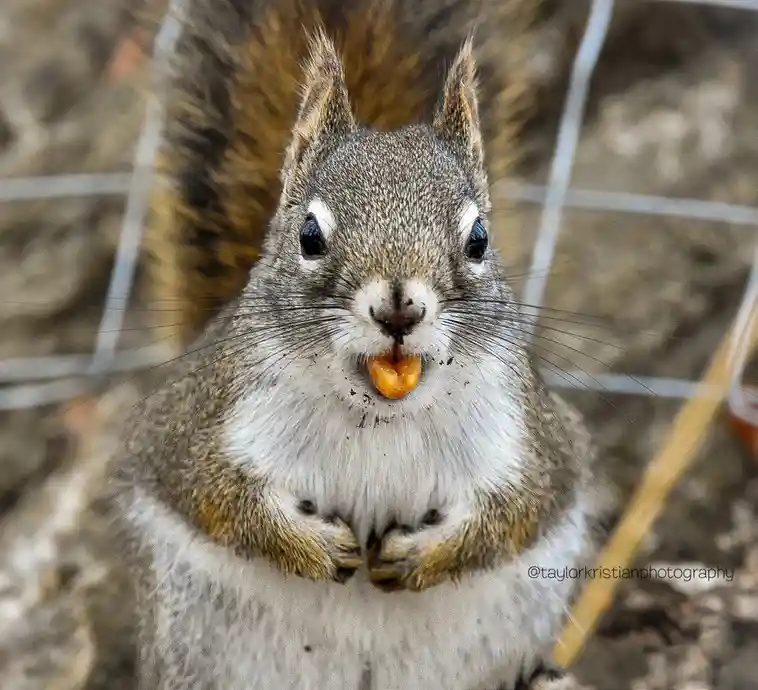 A close-up photo of a gray squirrel with a bushy tail, holding a small orange nut in its mouth while looking directly at the…