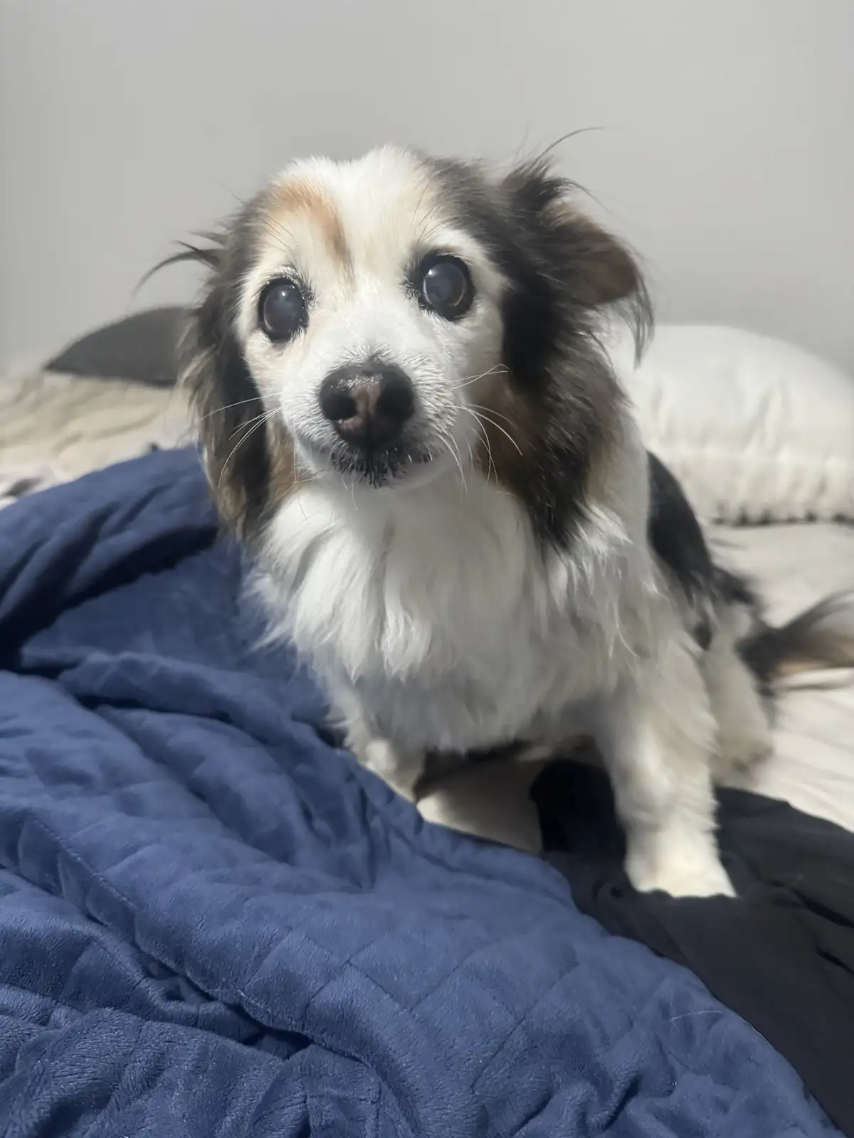 Daily Dose of Cuteness: Meet My Dog Panko