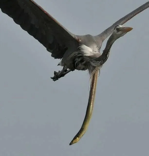 A grey heron is captured mid-flight against a plain sky, wings spread wide, holding a long, slender eel in its beak. The…