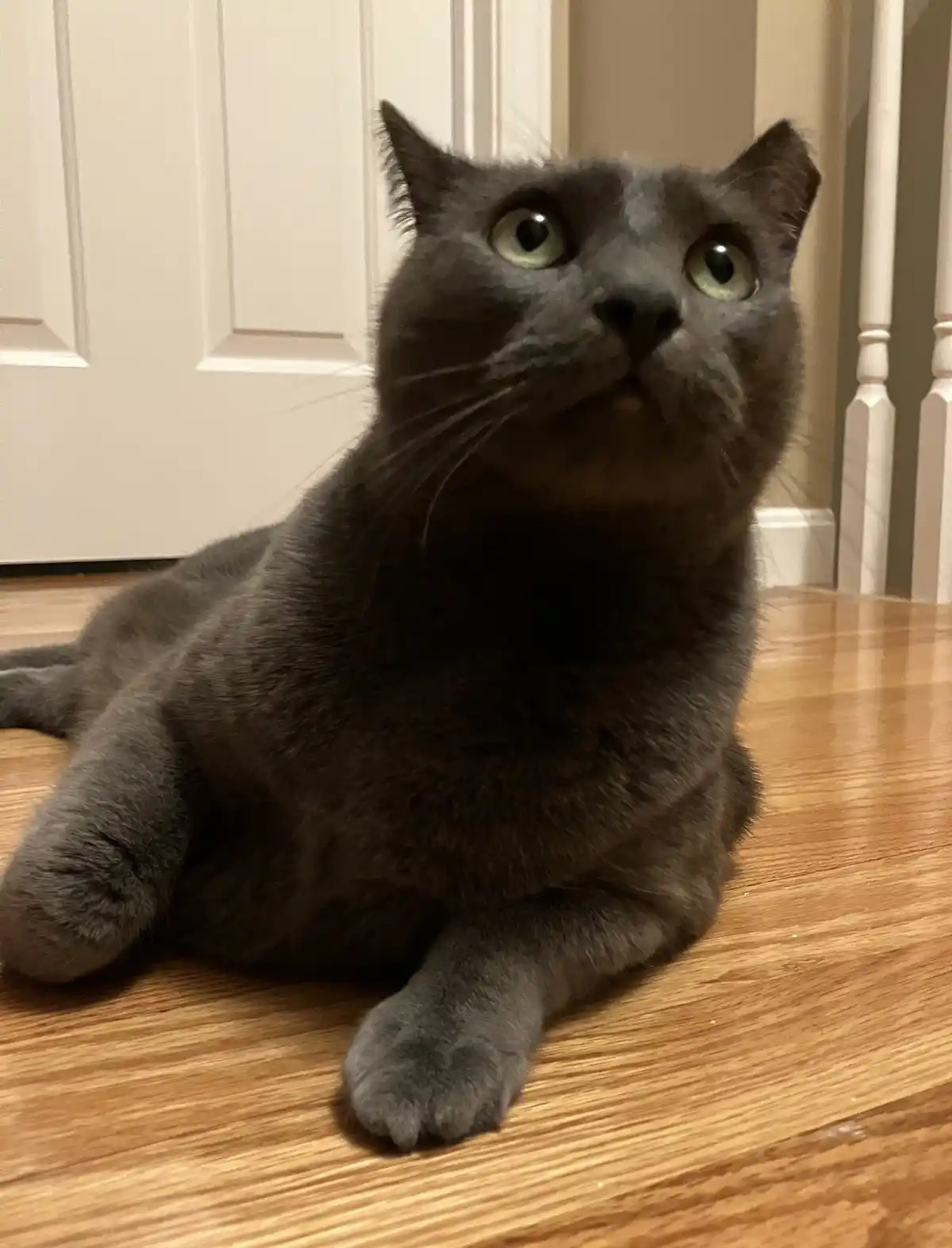 A gray cat with wide, startled eyes sits on a wooden floor, looking upward with an expression of shock or disbelief. Behind…