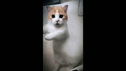 A cat stands on its hind legs in two rows of three frames each, first extending one paw forward and then bringing both paws…