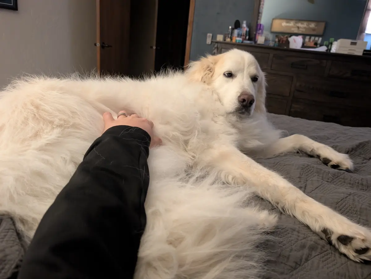 A large, fluffy white dog lies on a gray bed while a person's hand pets its side. The dog has a bored, unimpressed…
