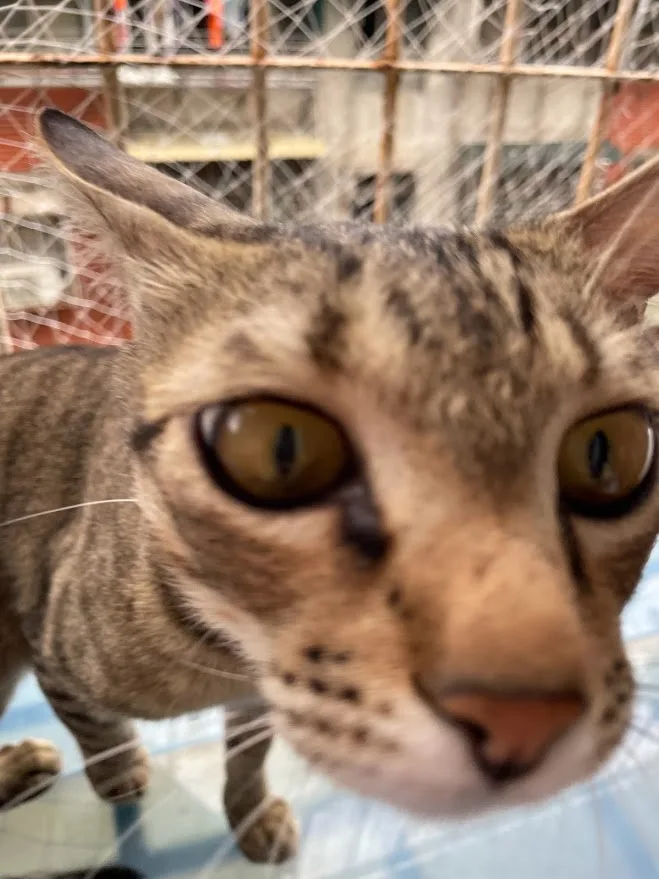 A close-up photo of a tabby cat with wide, intense yellow eyes staring directly at the camera, standing behind a wire mesh…