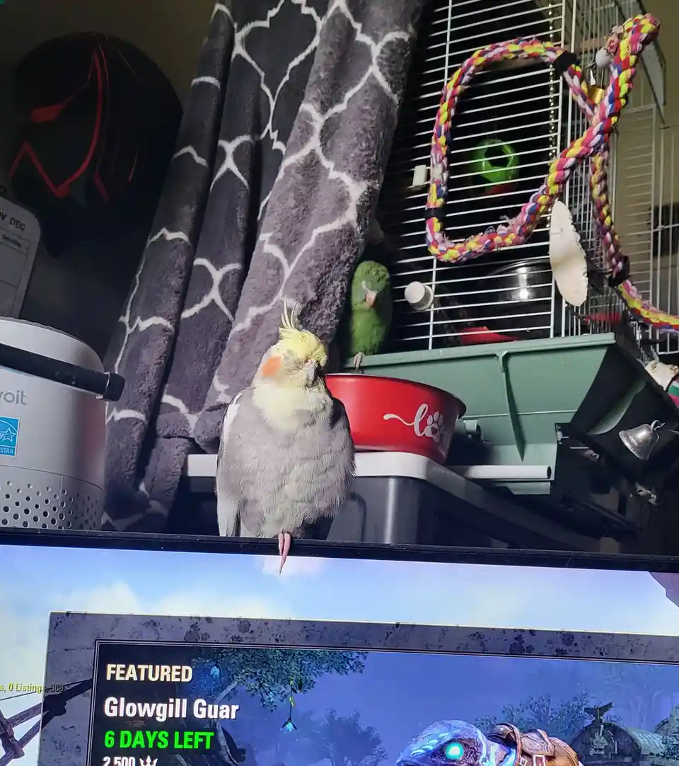 A yellow and grey cockatiel perches on top of a TV, looking down at a game screen that displays 'FEATURED Glowgill Guar 6…