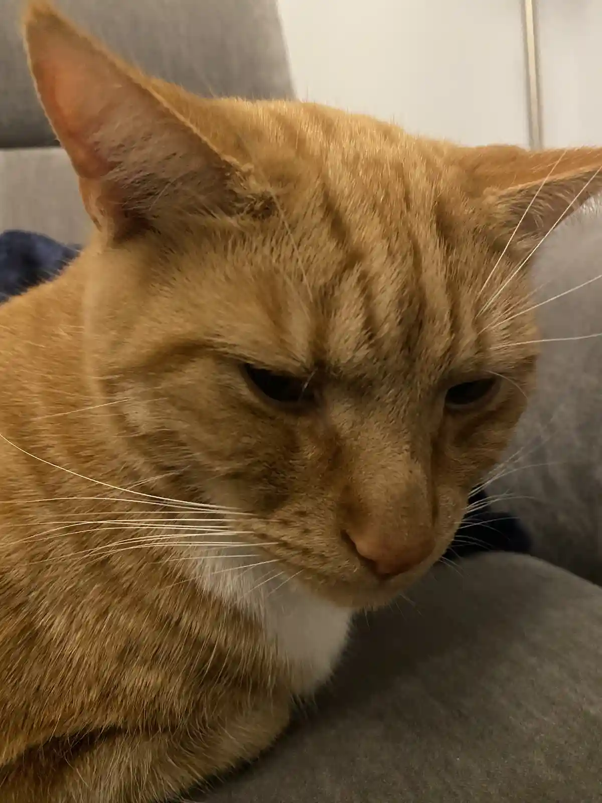 A close-up photo of an orange tabby cat with a white chest, looking down with a visibly grumpy or unimpressed expression…