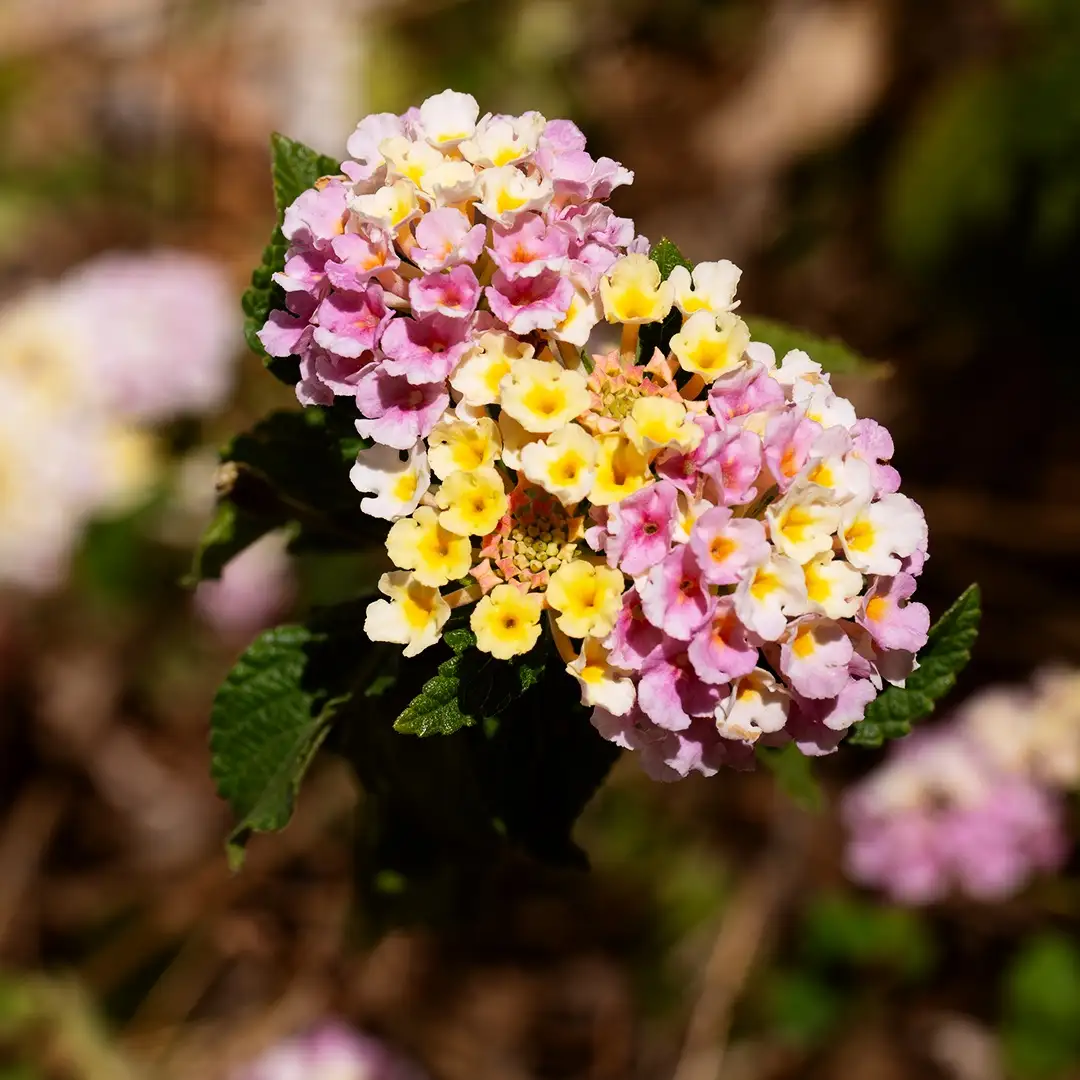 Just a Simple Yet Beautiful Flower