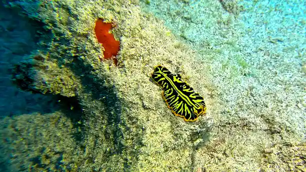 An underwater photo shows a brightly colored yellow and black sea slug with orange edges crawling on a sandy, rocky ocean…