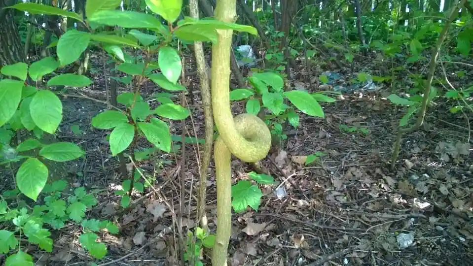 The Coolest Stick You'll Ever See