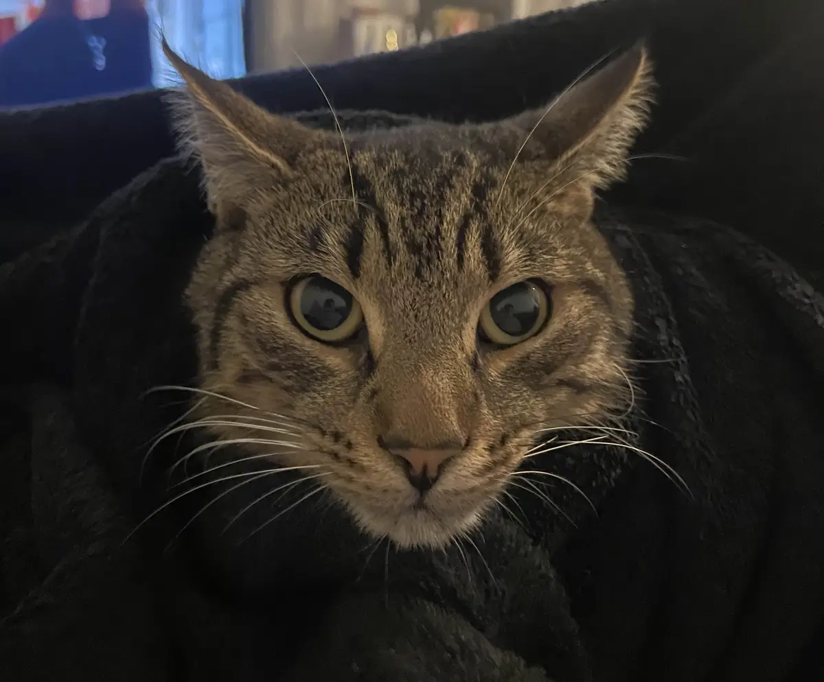 A close-up of a tabby cat with wide, startled-looking eyes staring directly at the camera, nestled in a dark, soft blanket…
