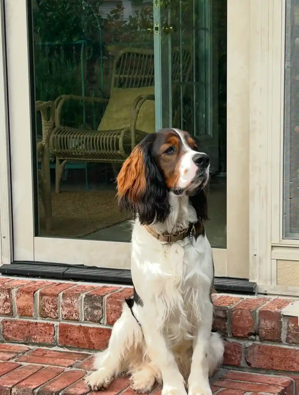 A fluffy, long-haired dog with white, black, and brown fur sits patiently on red brick steps in front of a glass door. The…