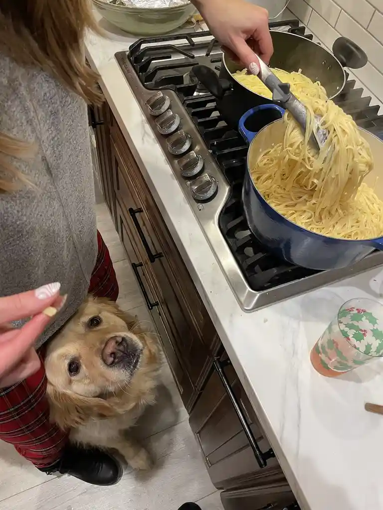 A person in a kitchen is transferring cooked pasta from a pot to a blue Dutch oven using tongs. A golden retriever dog is…