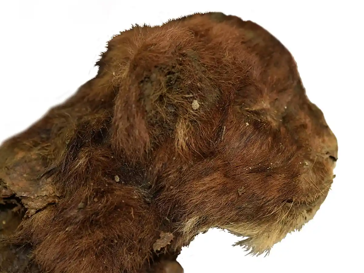 A close-up image shows the head of a preserved, mummified animal with brown fur, dirt, and visible decay, set against a…