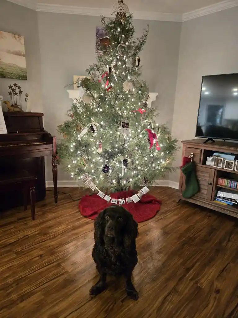 A black, fluffy dog sits on a hardwood floor in front of a decorated Christmas tree with white lights, red ribbons, and…