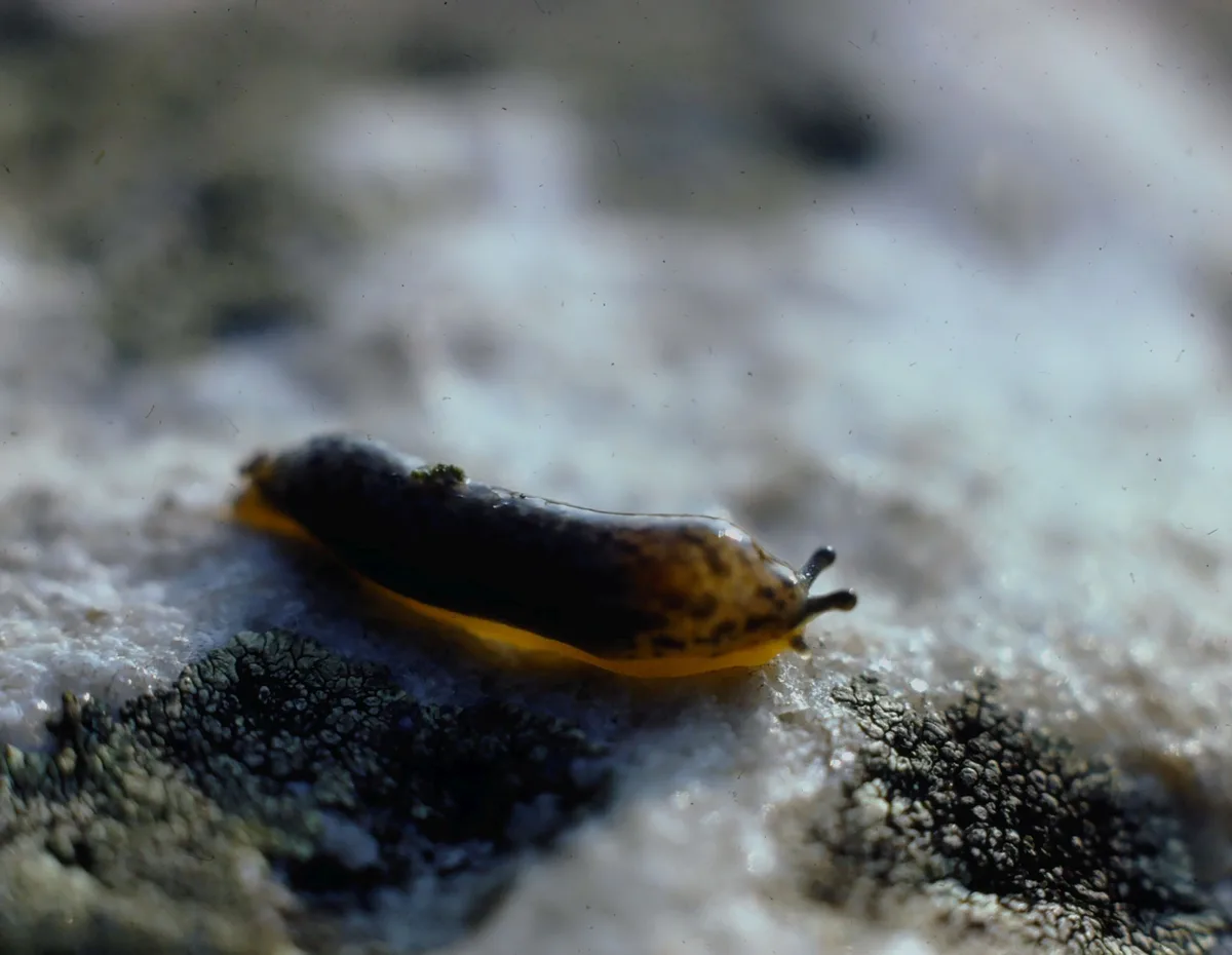 That Feeling When All the Adorable Slugs Get Upvotes