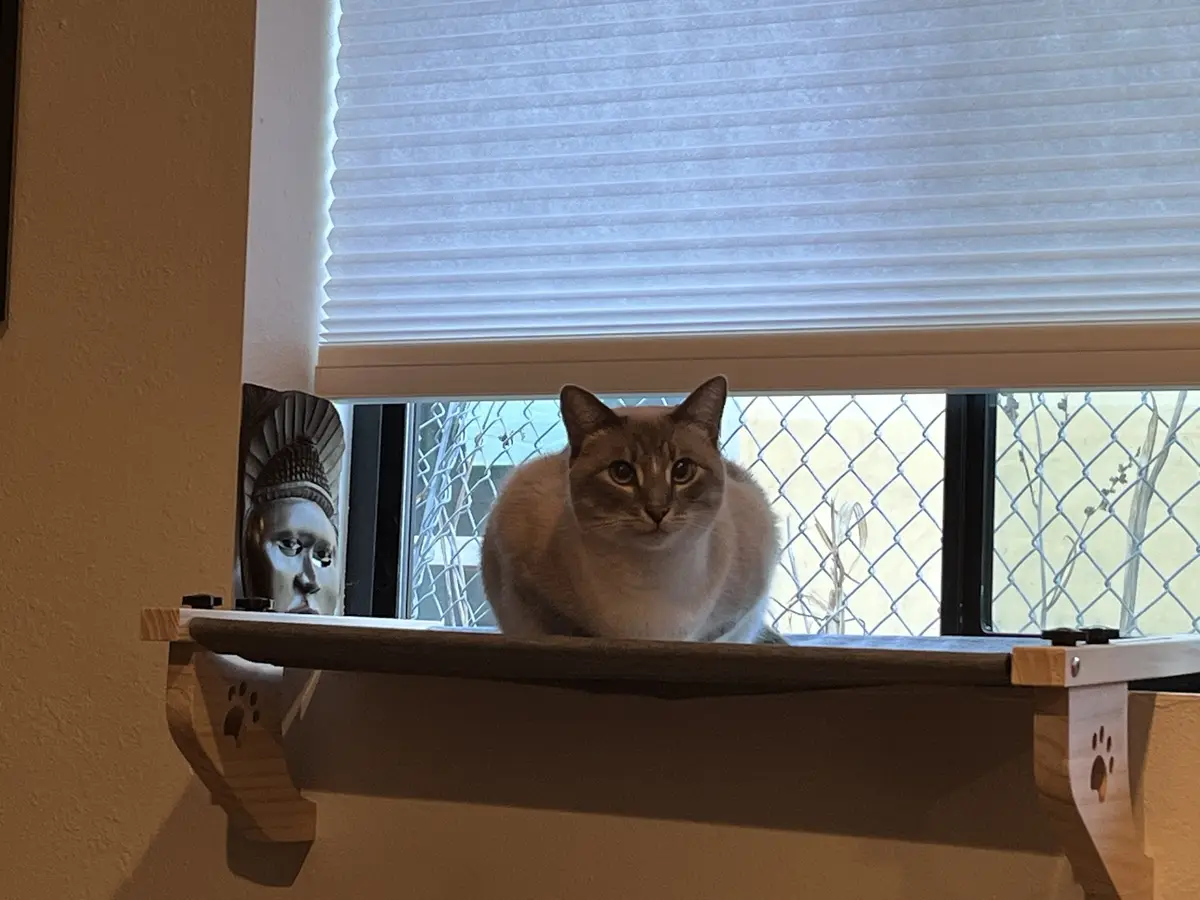 A light-colored cat sits on a wooden windowsill perch, looking directly at the camera with a serious expression. Behind it…