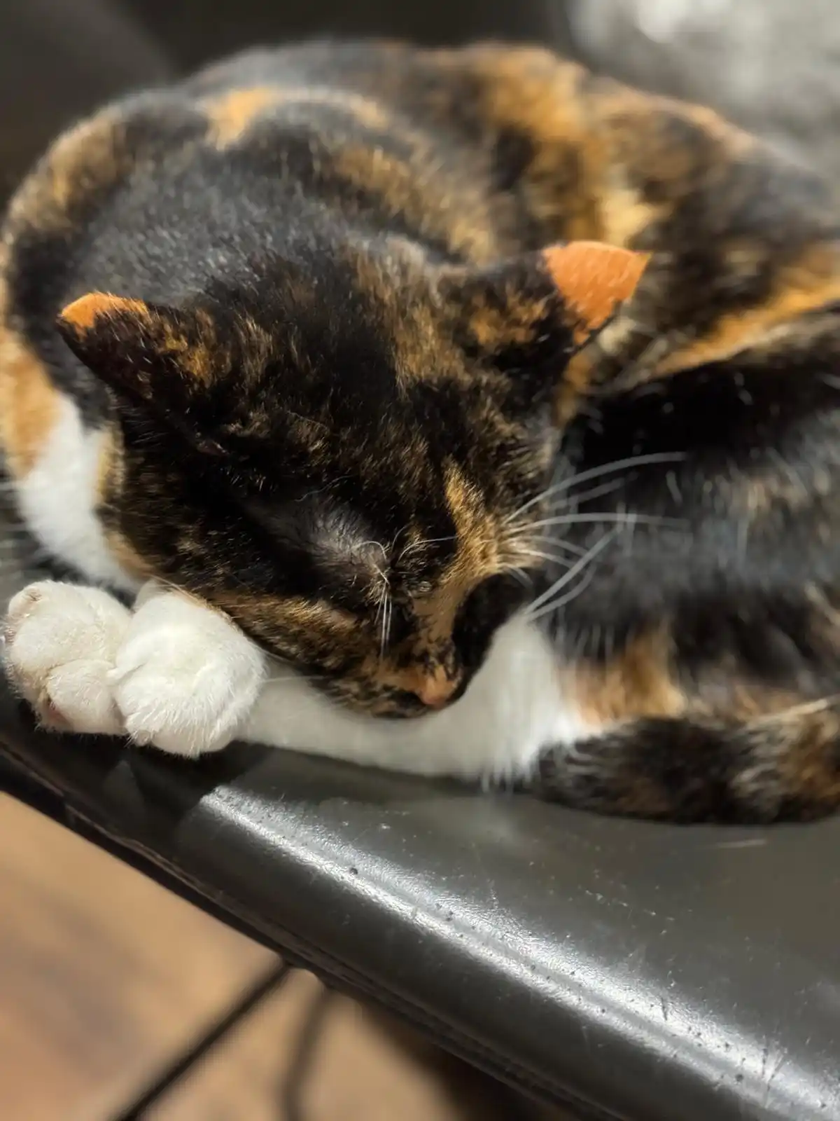 A calico cat with black, orange, and white fur is curled up asleep on a dark surface, its paws tucked under its head. The…
