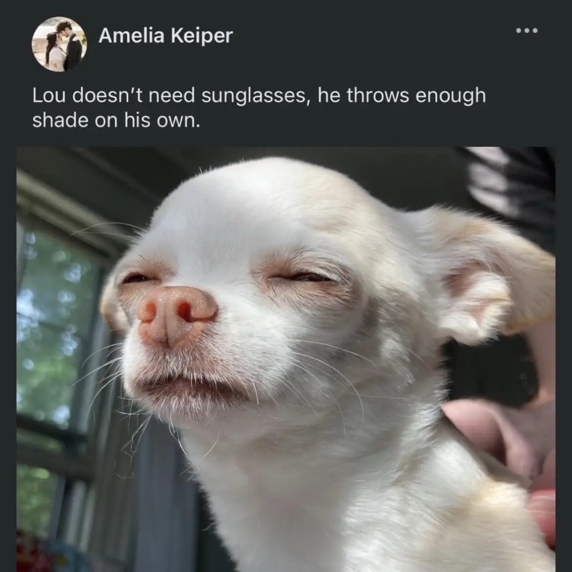 A close-up photo of a white chihuahua with its eyes half-closed in a blissful, sun-drenched expression, being held by a…
