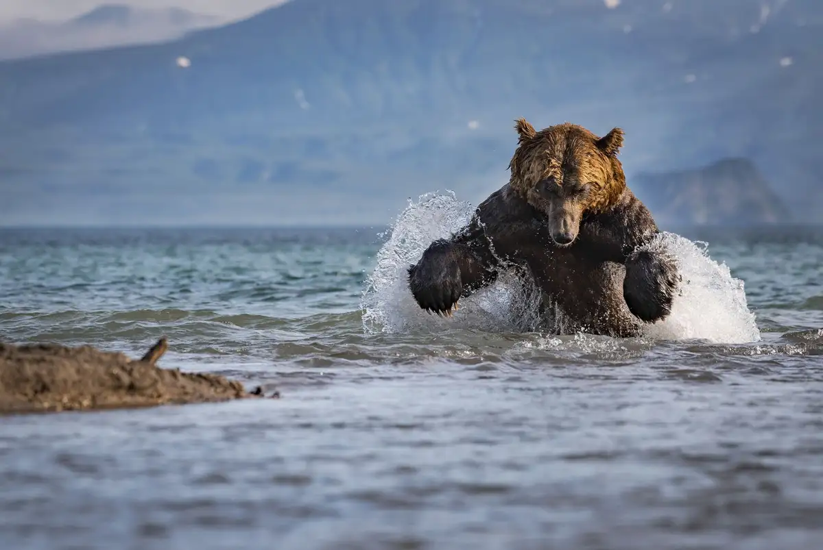 A large brown bear is captured mid-motion in shallow water, splashing vigorously with its front paws raised, creating a…
