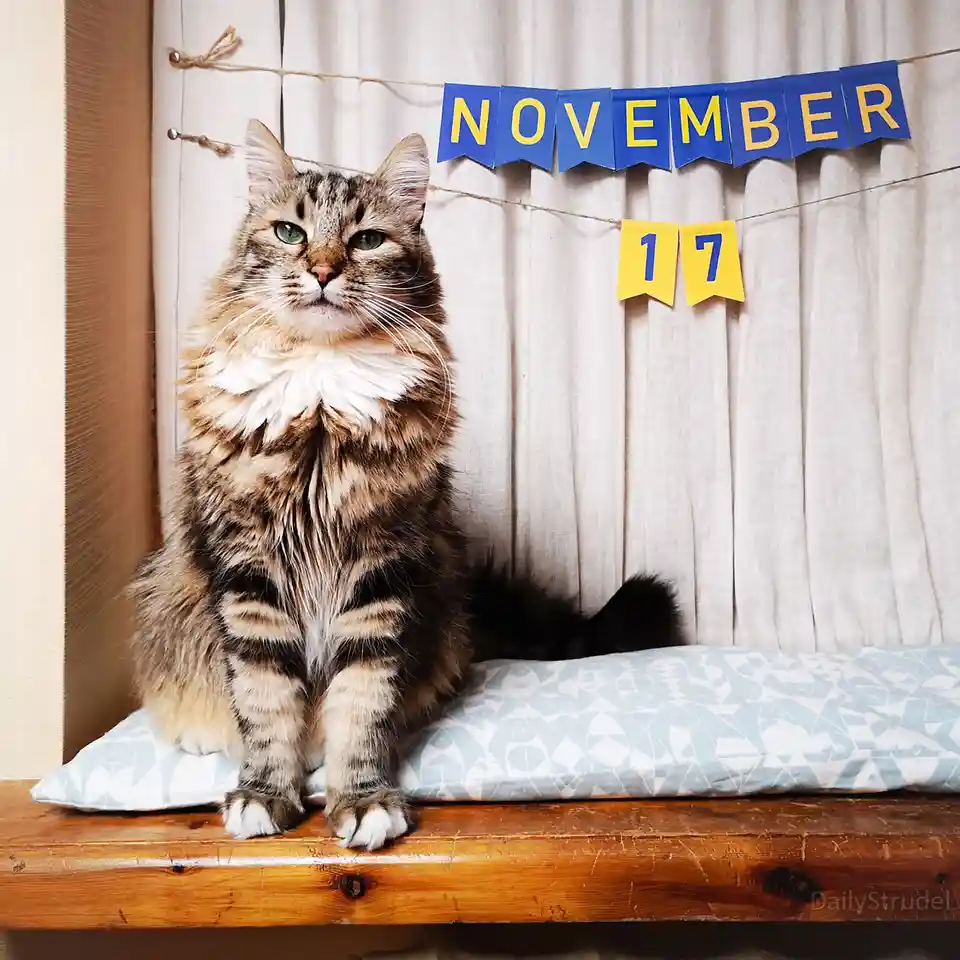 A fluffy tabby cat with green eyes sits regally on a patterned cushion atop a wooden surface, looking directly at the camera…