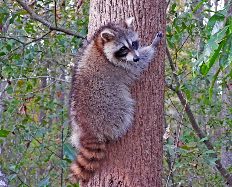 Reflecting on Nature in Summerville, South Carolina: It's been a while since my wife injured her knee.