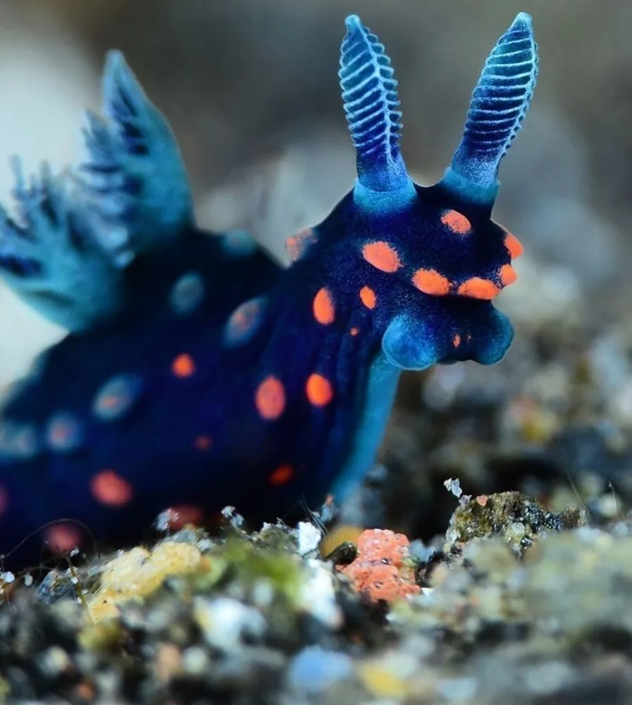 A close-up photo of a vibrant blue sea slug with orange spots and feathery appendages, crawling on a textured, colorful…