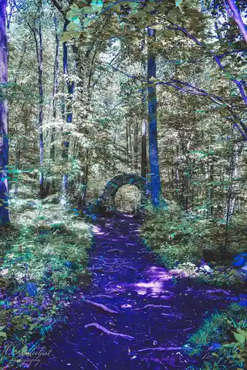 A serene escape into the heart of the forest